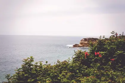 Flowering shrubs on a coastal cliff above the sea